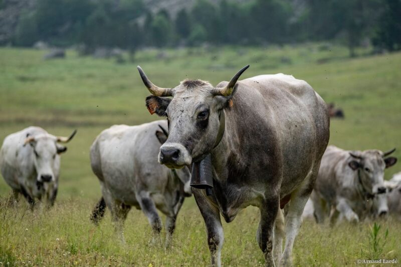 ferme maria blanca viande boeuf